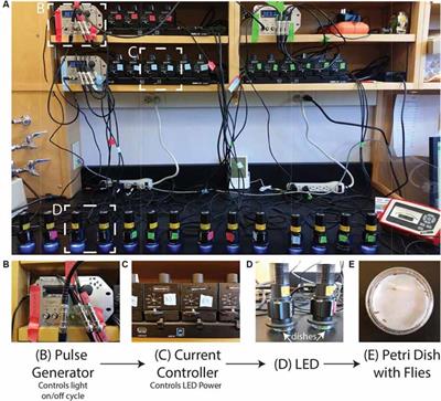 The Photoconvertible Fluorescent Probe, CaMPARI, Labels Active Neurons in Freely-Moving Intact Adult Fruit Flies